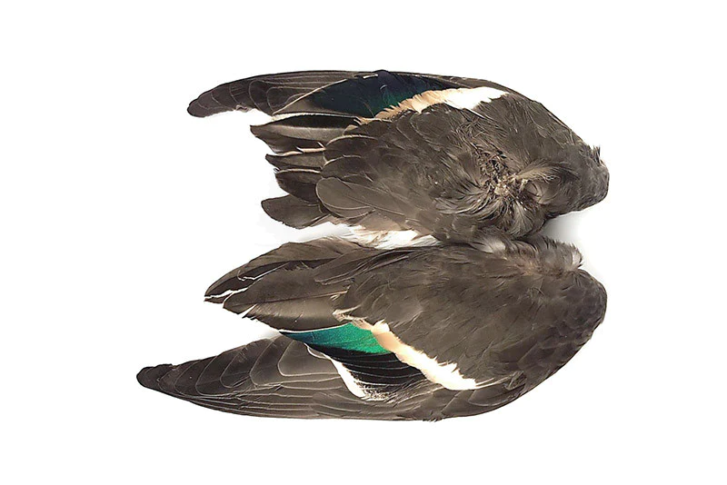 Veniard Teal Duck Wings