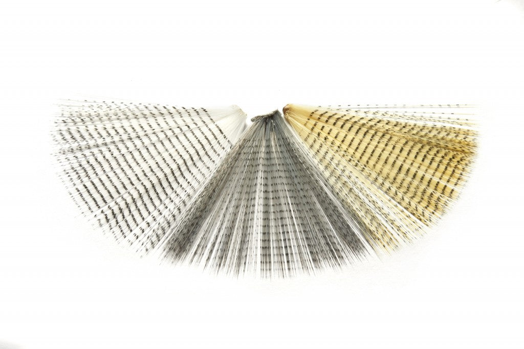 Veniard Barred Tail Fibbets