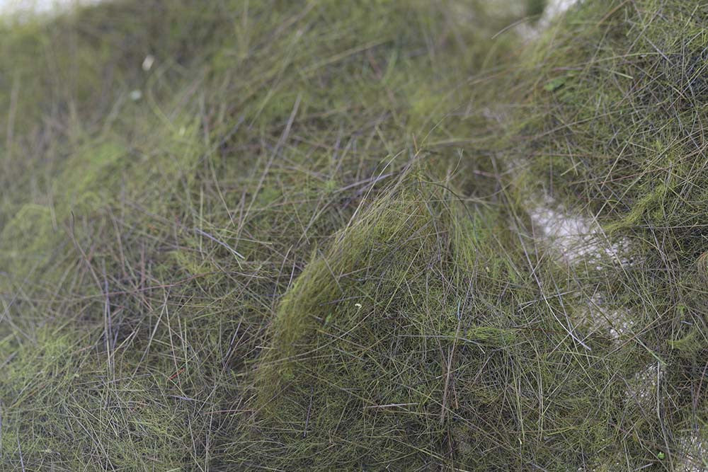 SWISS CDC Argentinian Hare 2g