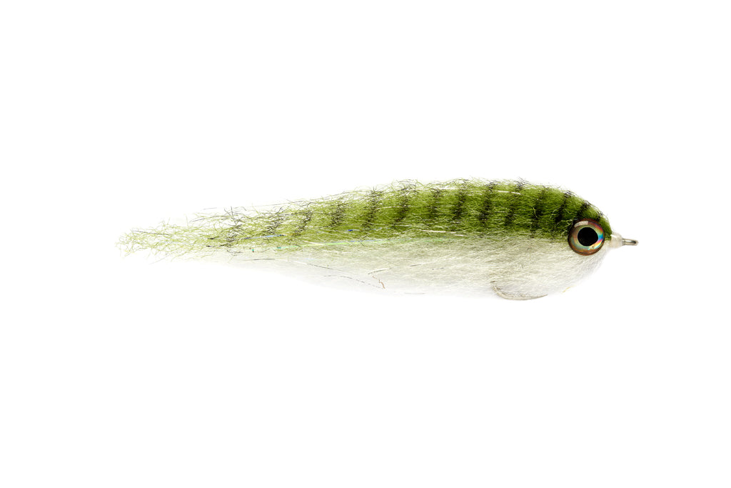 SALTY BAITFISH ANCHOVY