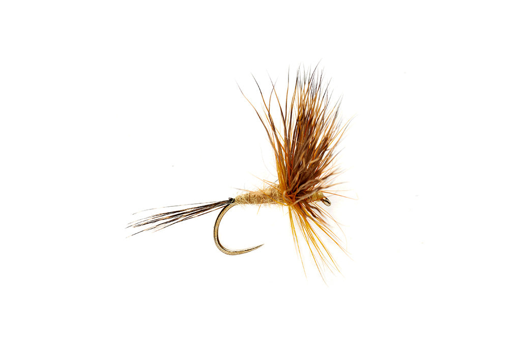 MCPHAIL COMPARADUN GOLDEN OLIVE