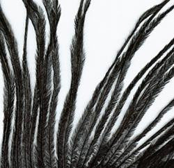 Ostrich Herl