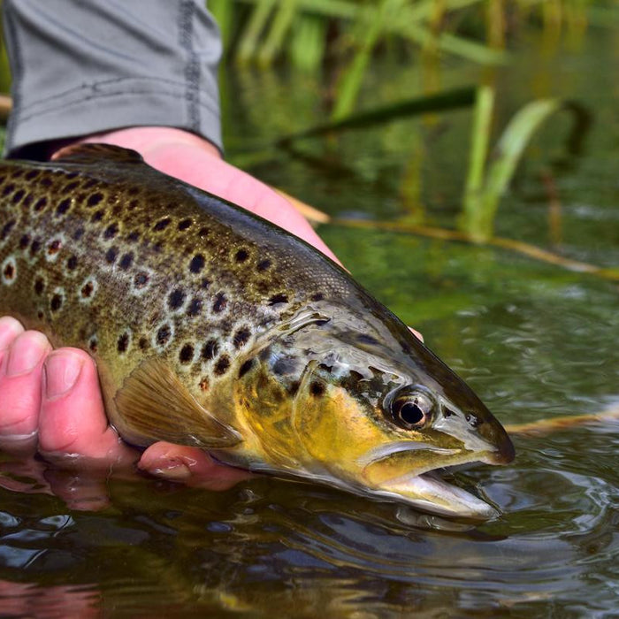 Epic Trout Fishing