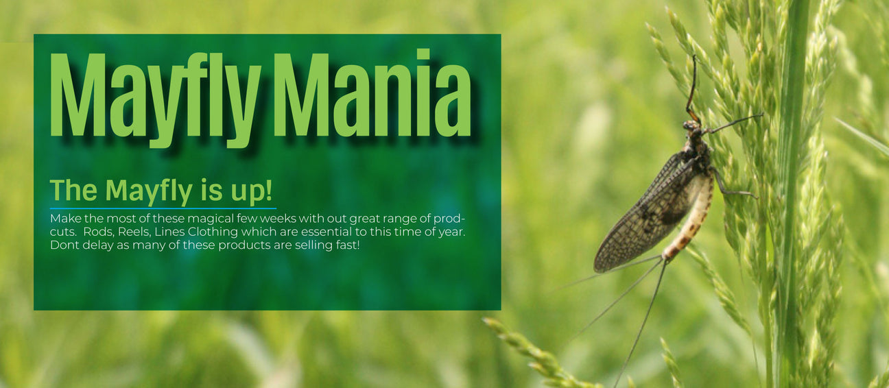 Mayfly Mania