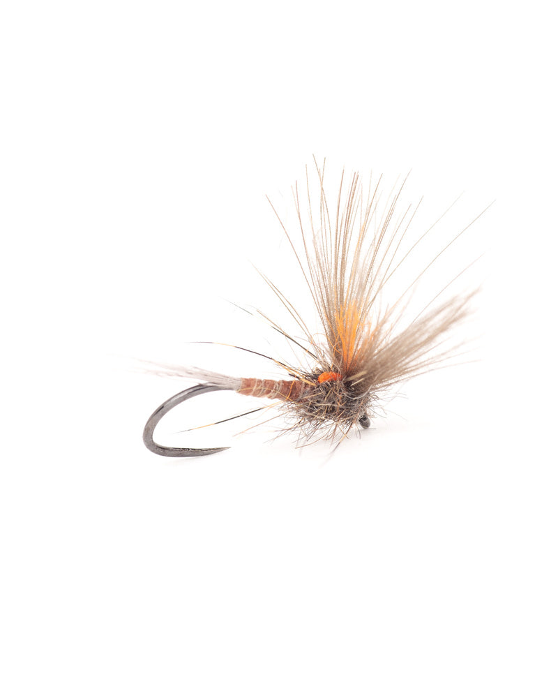 Split Wing Dun –Golden Olive