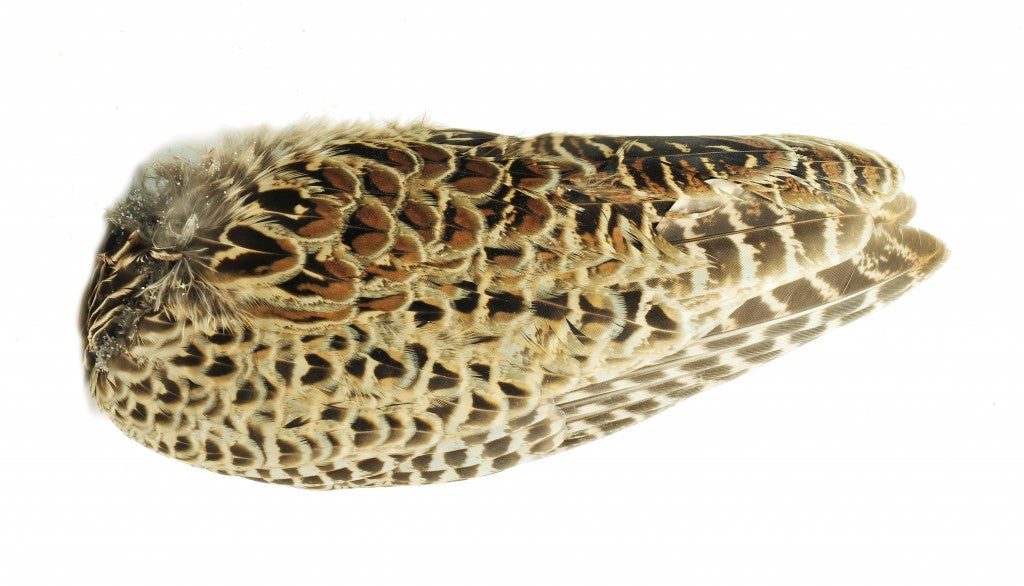 Veniard Hen Pheasant wings