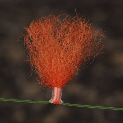 NZ Strike Indicator Kit