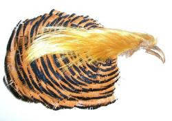 Golden Pheasant - Complete Head