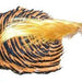 Golden Pheasant - Complete Head