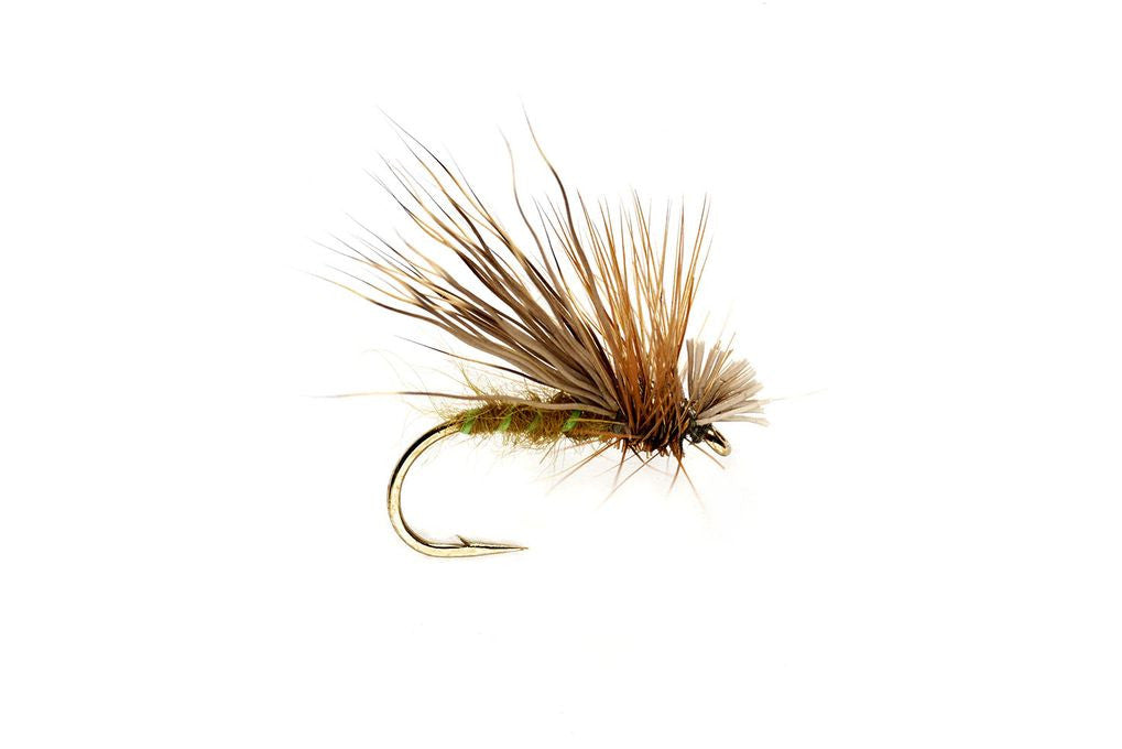 OLIVE DROP SEDGE