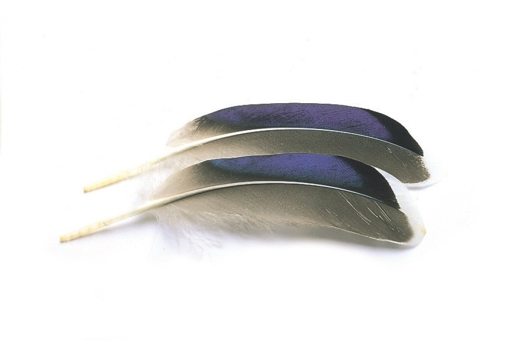 Veniard Mallard Duck wing quills blue/white tip