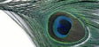 Peacock Eye Tops