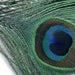 Peacock Eye Tops